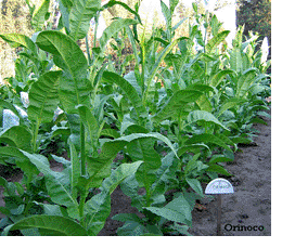 Orinoco Tobacco Plant